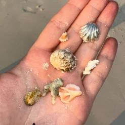 Kolczyki Maar Seashell earrings srebrne